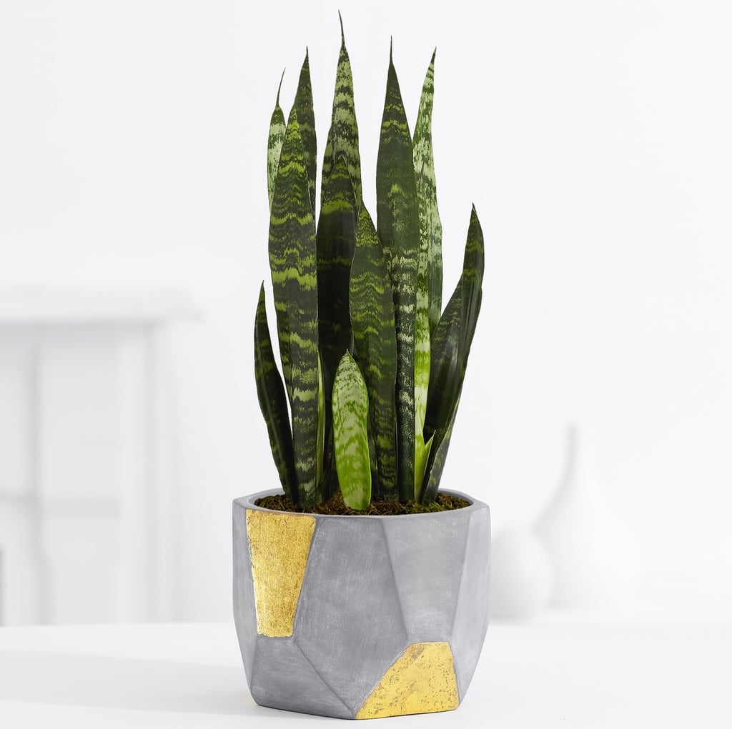 Stylish Mail-Order Plants