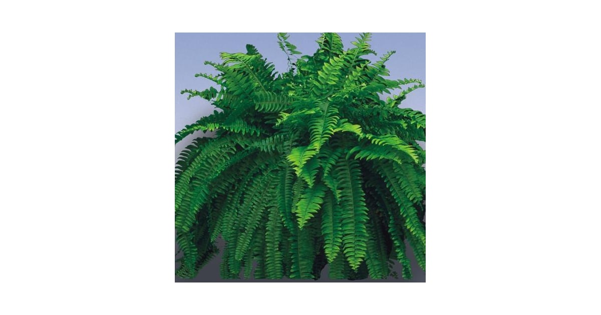 Boston Fern Best PetFriendly Houseplants POPSUGAR Home UK Photo 16