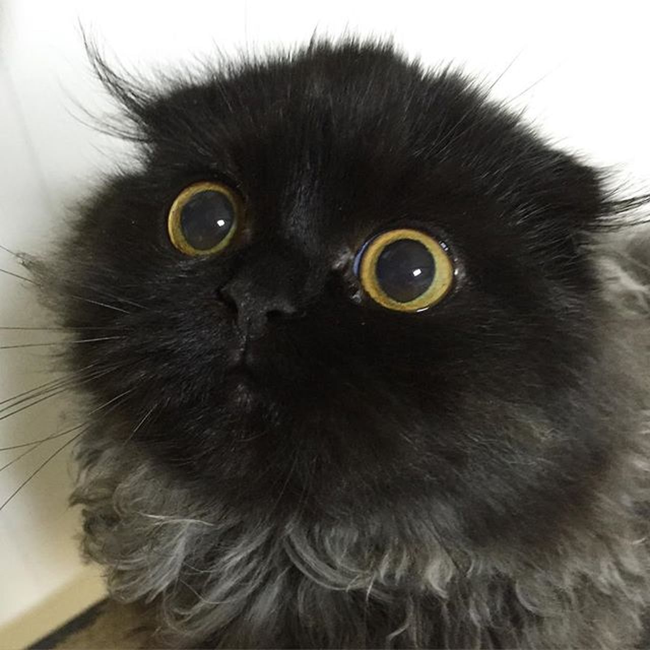 Gimo the Cat With Big Eyes Instagram | PS Pets