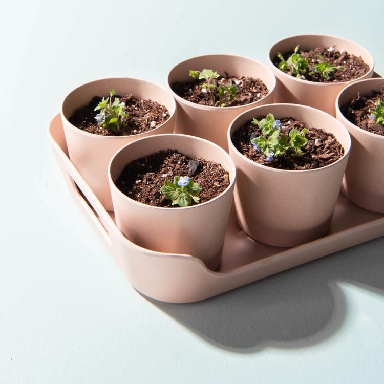 Recycled Bamboo Seedling Pots With Tray