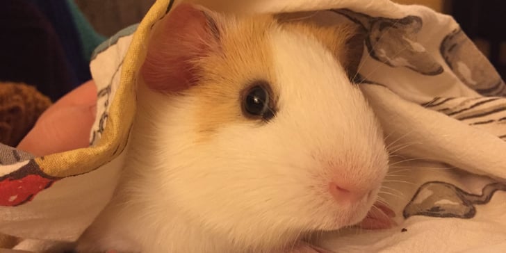 How My Pet Guinea Pig Helps With My Anxiety and Depression POPSUGAR Pets