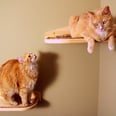 Stylish Pet Furniture Finds on Etsy