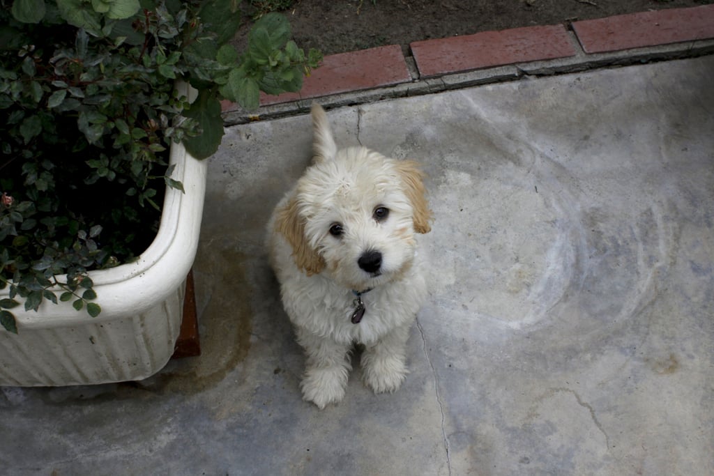 Cute Pictures of Goldendoodles