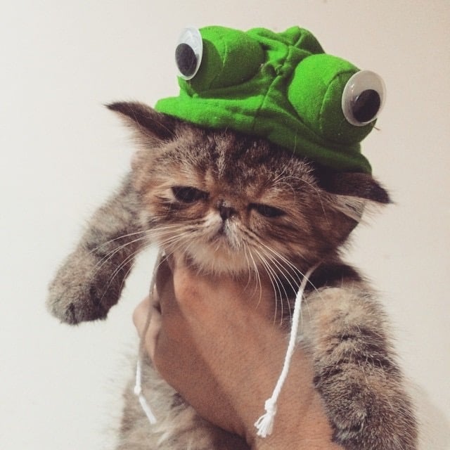 cats in cute costumes