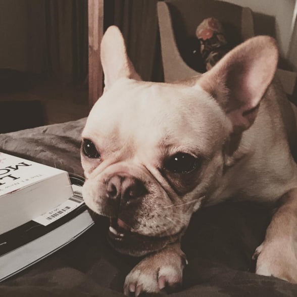 "Bad beau bad beau whatcha gunna do whatcha gunna do...... Seriously he's a bad bully but he's sooooo cuuuute tho"