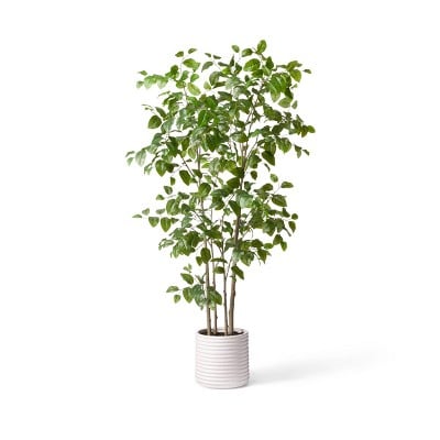 Hilton Carter for Target 7ft Faux Natal Mahogany Tree in Pot