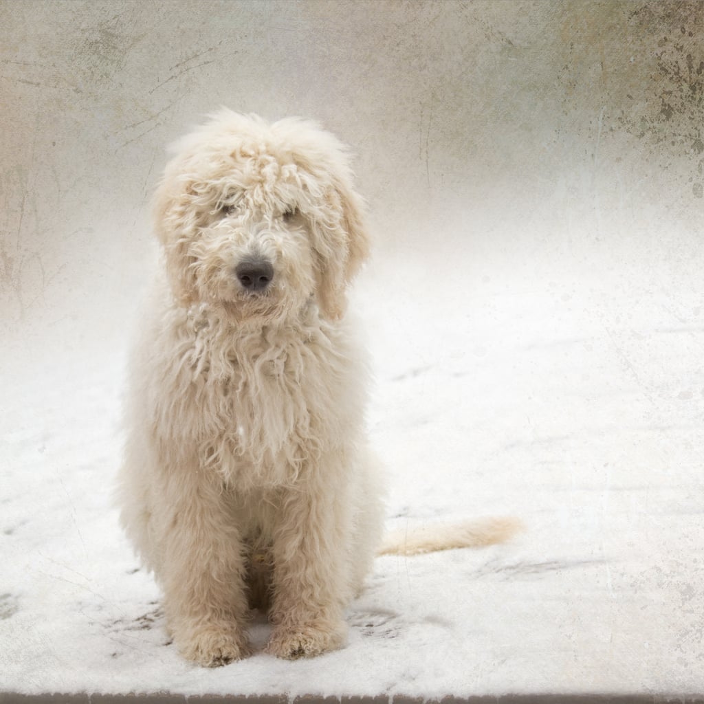 Cute Pictures of Labradoodles