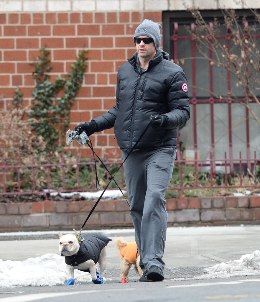 Hugh Jackman took his adorable dogs on a walk in NYC on Thursday.