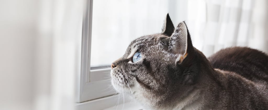 How Long Can Cats Be Left Alone?