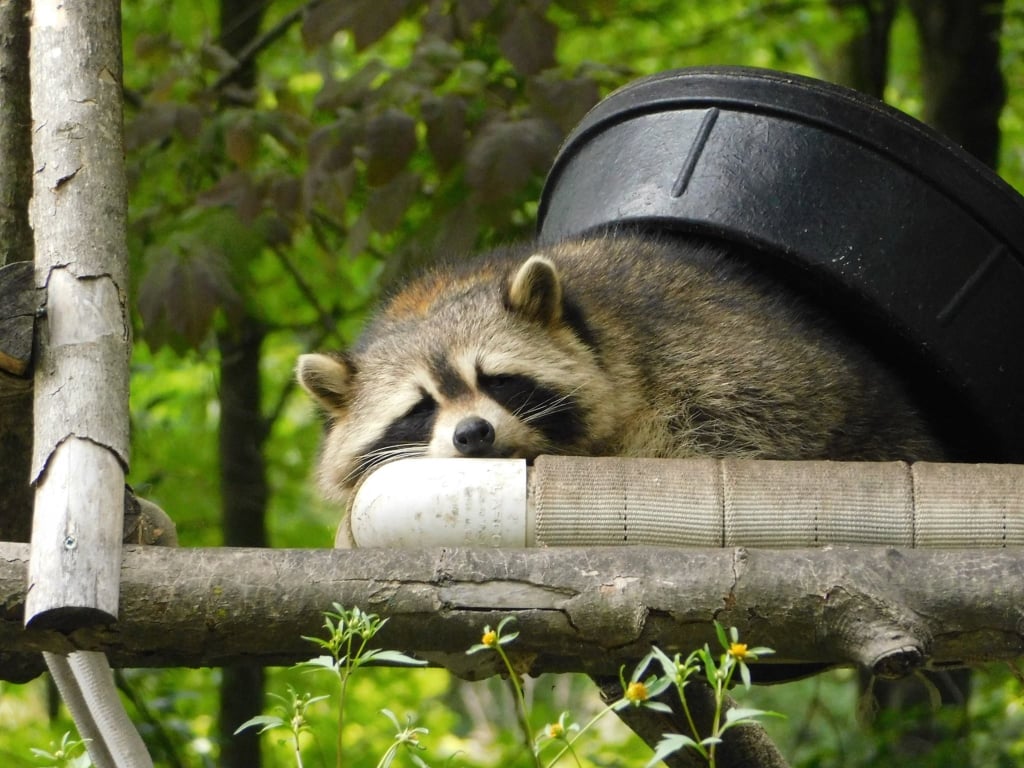 This raccoon, who is pretending a bucket is a weighted blanket.