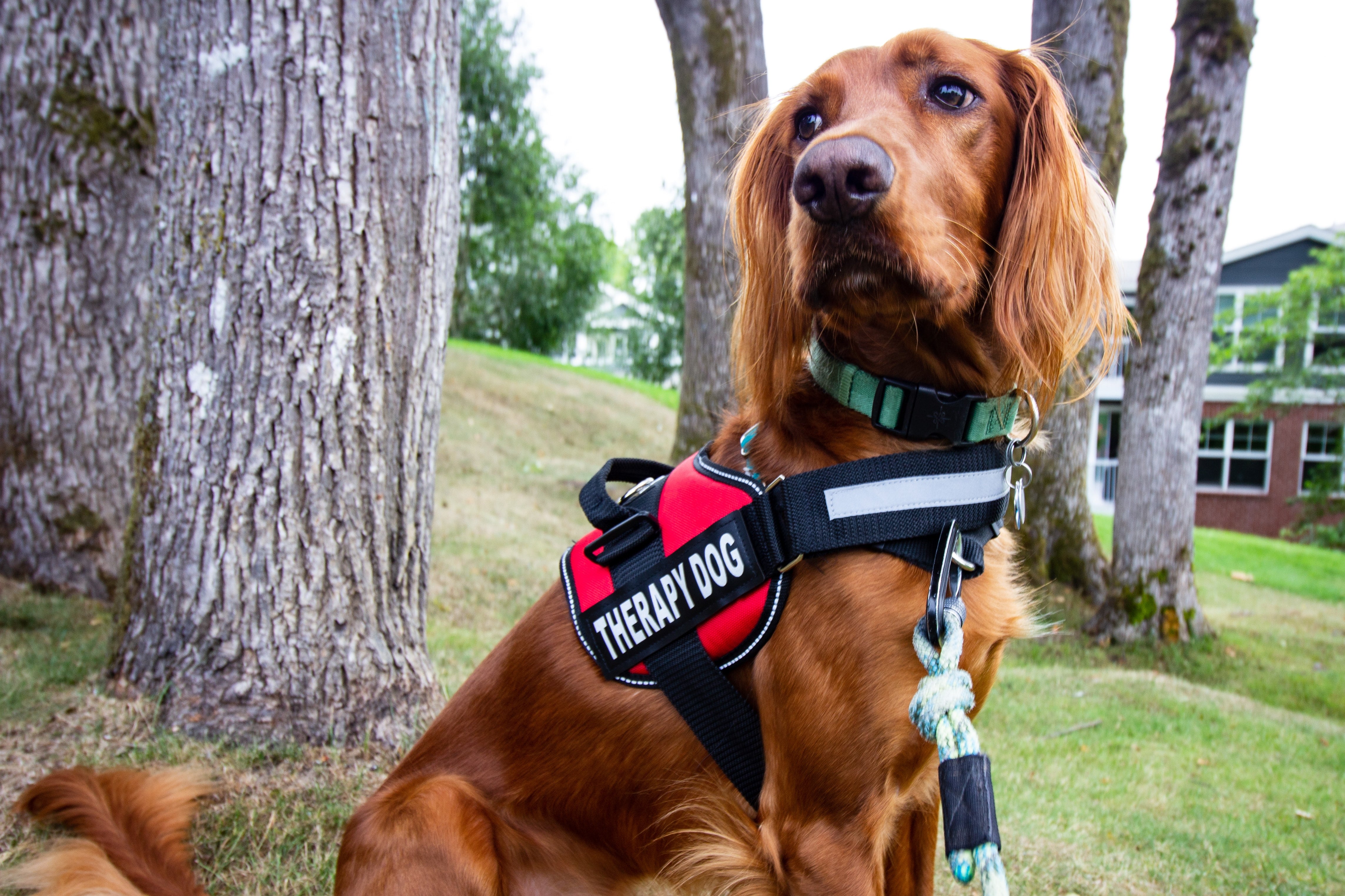 Why My Family Needs an Emotional Support Animal on Planes