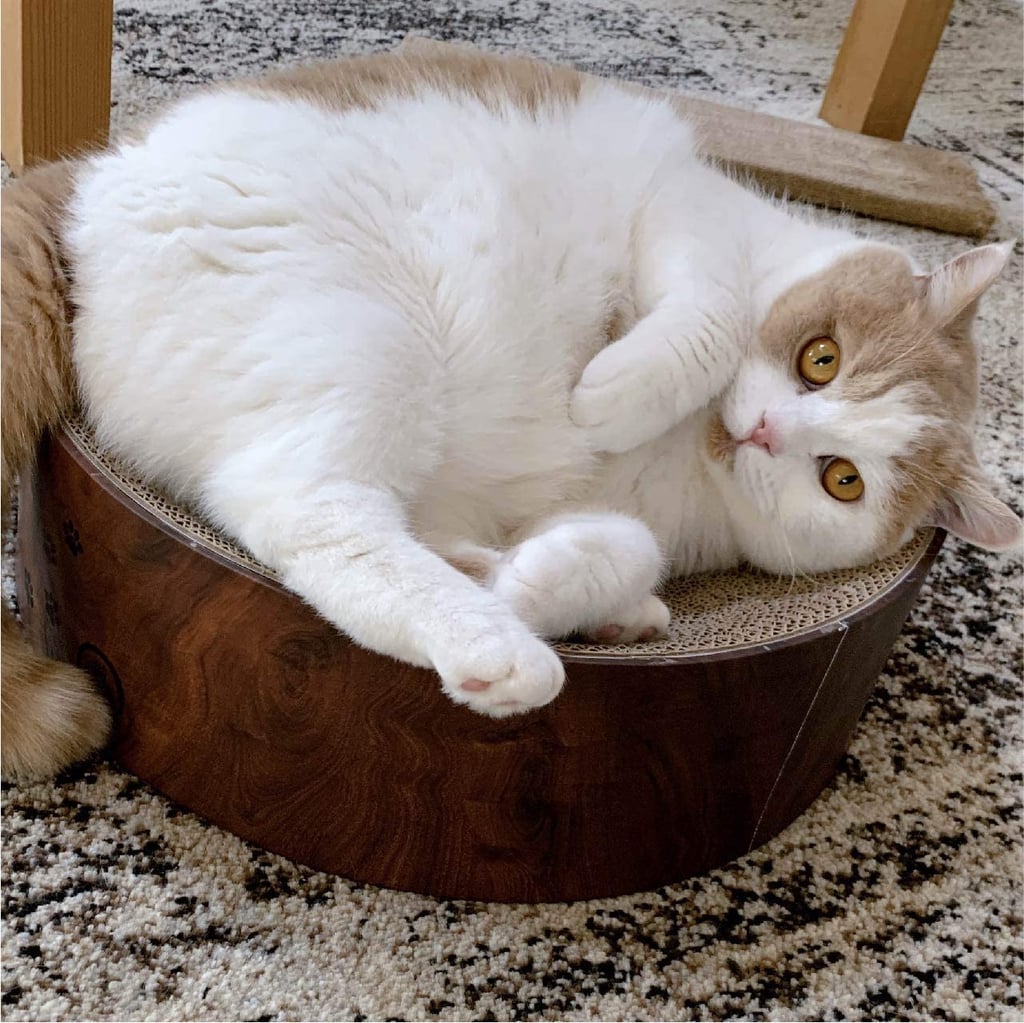 For the Cool Cat: Necoichi Cosy Cat Scratcher