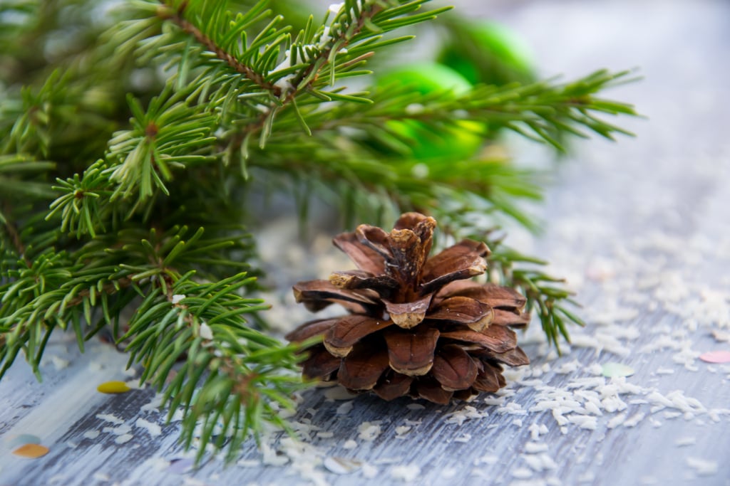 Forage For Christmas Decor