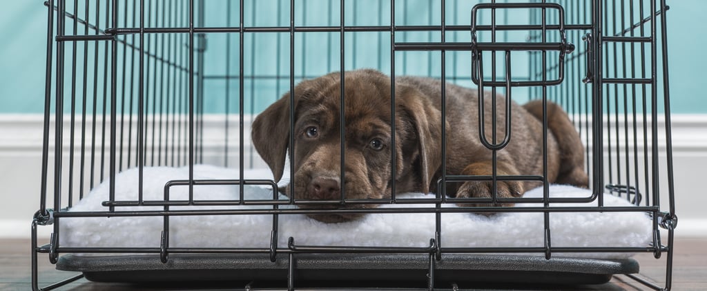 How to Crate Train a Puppy at Night