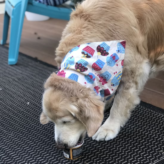 Golden Retriever Eating Ice Cream For Birthday