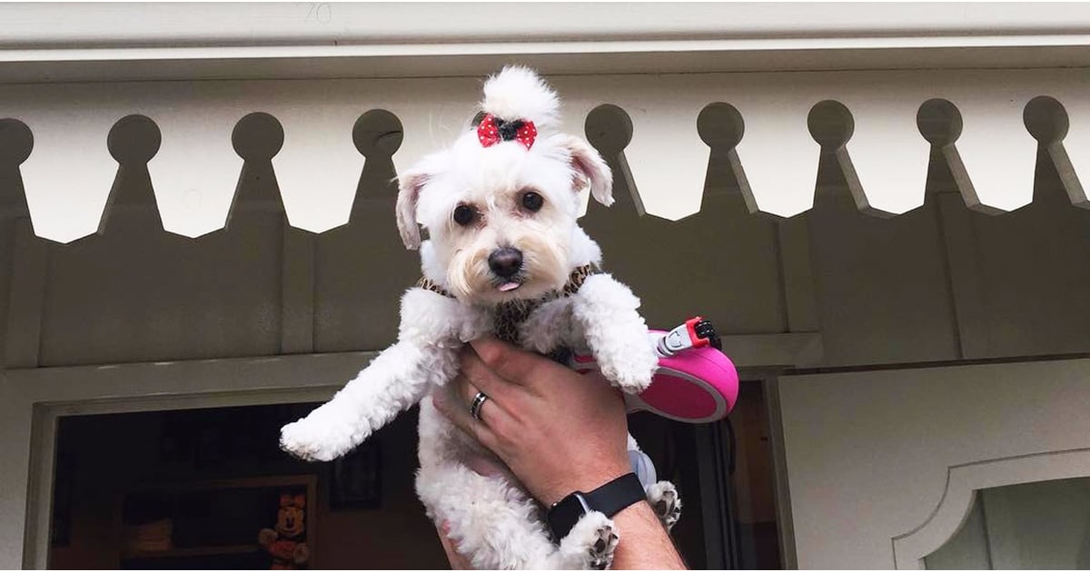 Disneyland Kennel Club POPSUGAR Smart Living