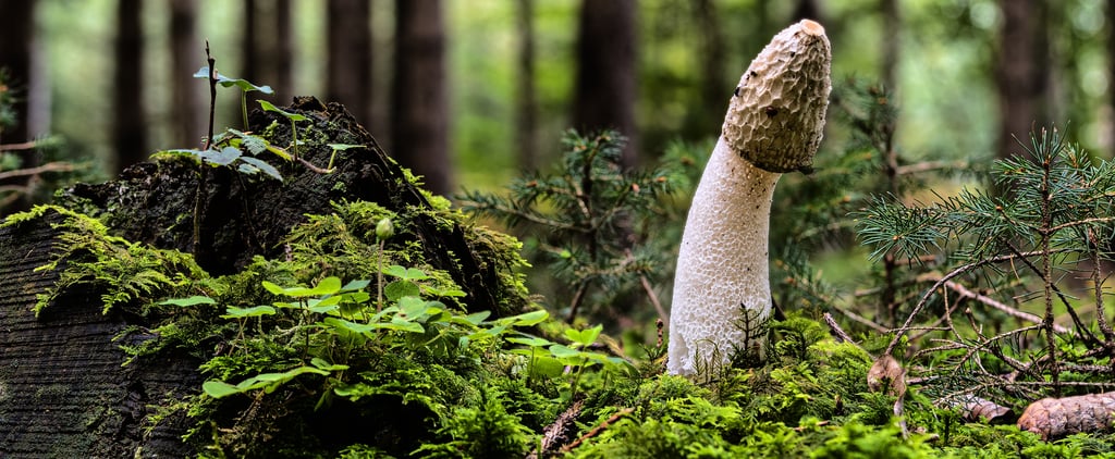 Why Is the Penis Mushroom Shaped?