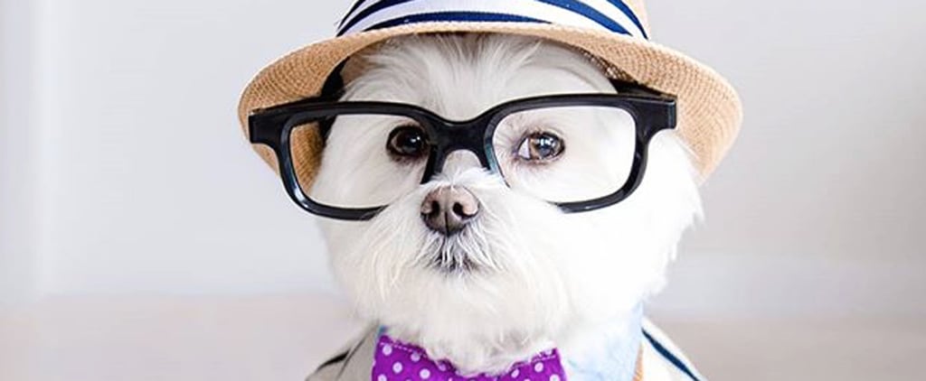 Hipster Dog Instagram