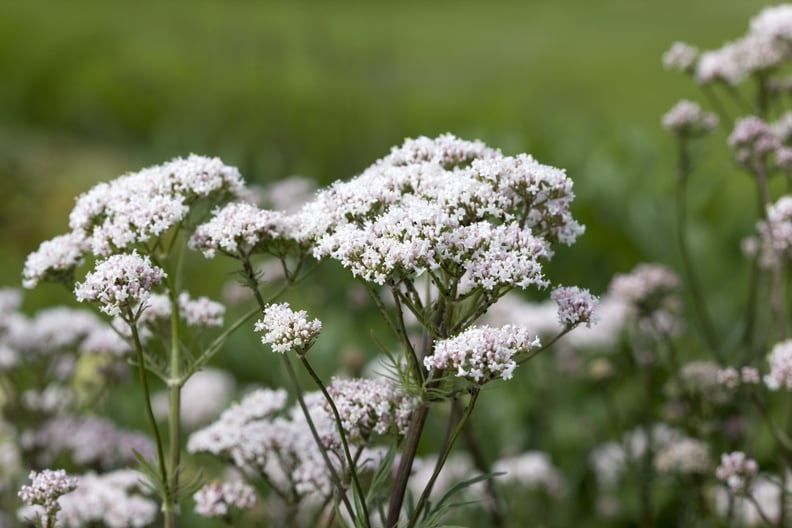 Valerian