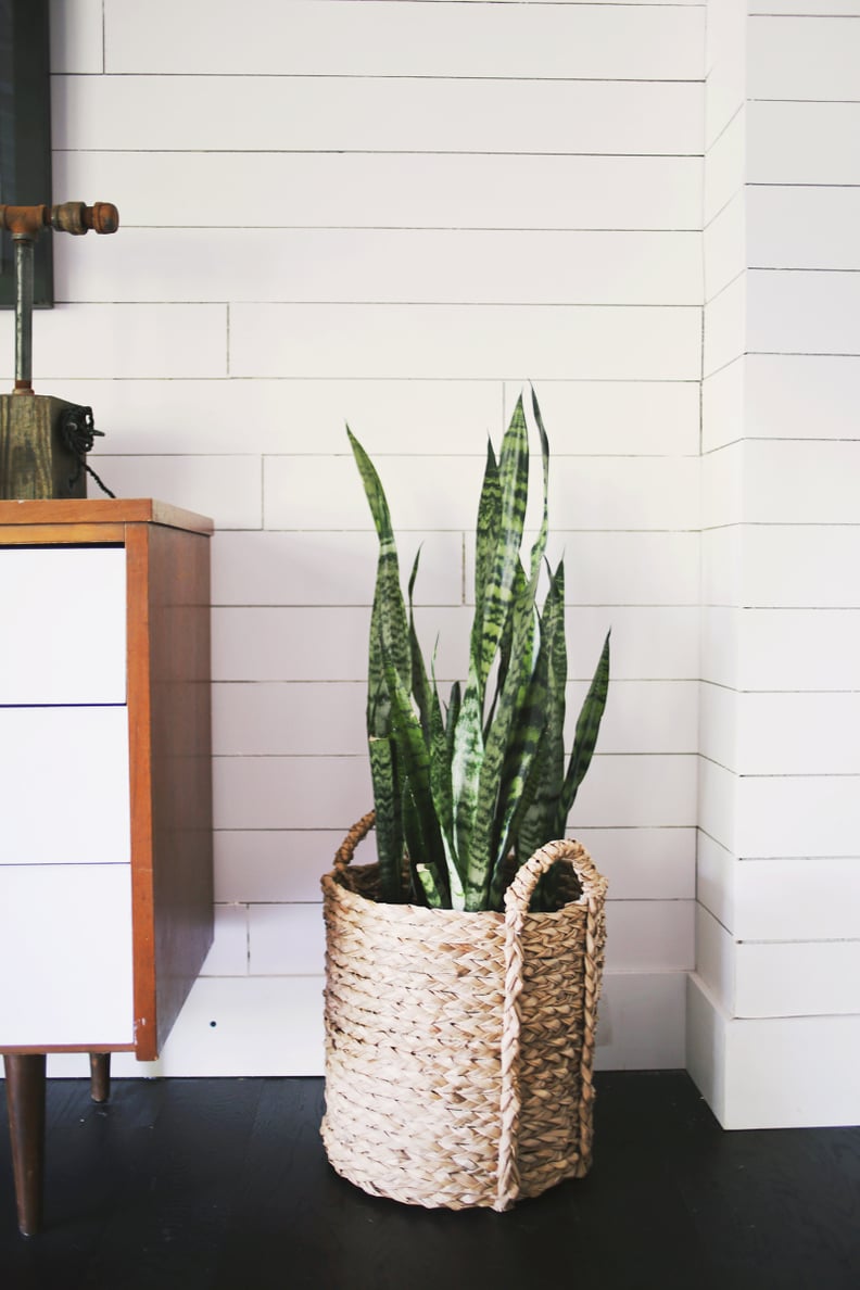 For the Health Nut: Snake Plant