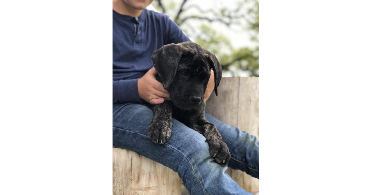 Brindley How Many Dogs Do Chip and Joanna Gaines Have? POPSUGAR