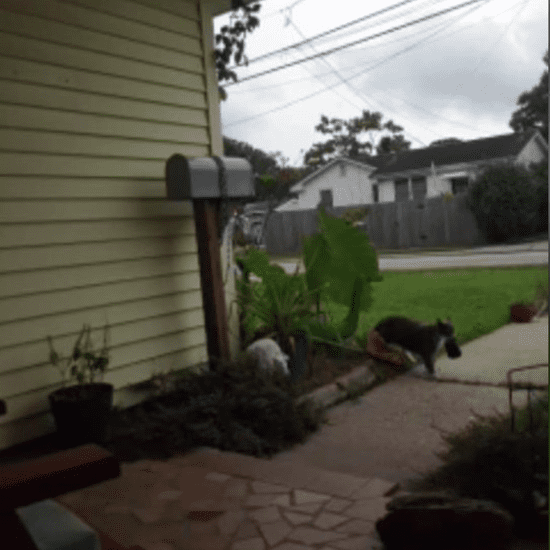 Woman Realises Her Cat Steals the Neighbour's Laundry