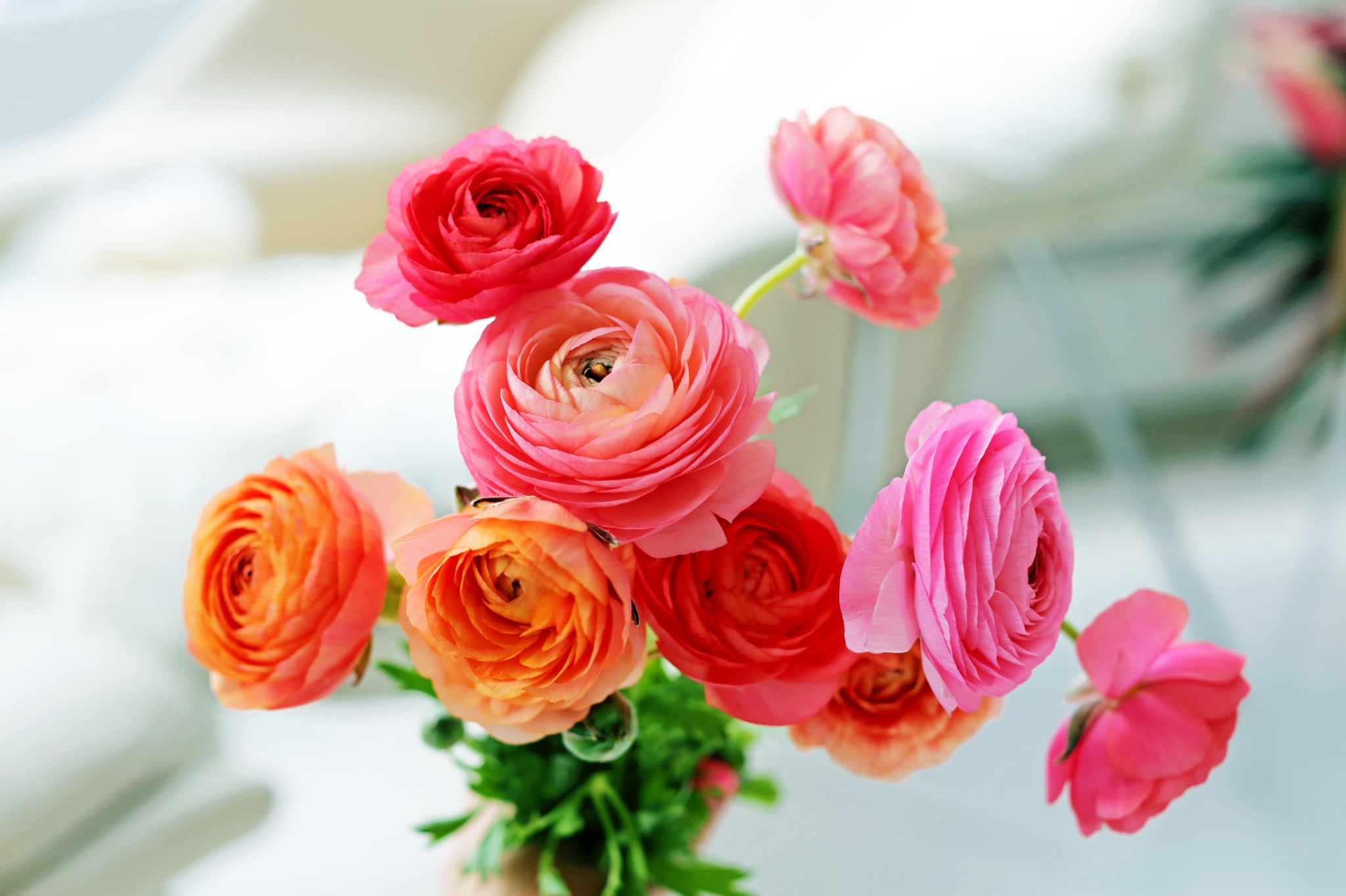How To Take Care Of Fresh Flowers Popsugar Smart Living