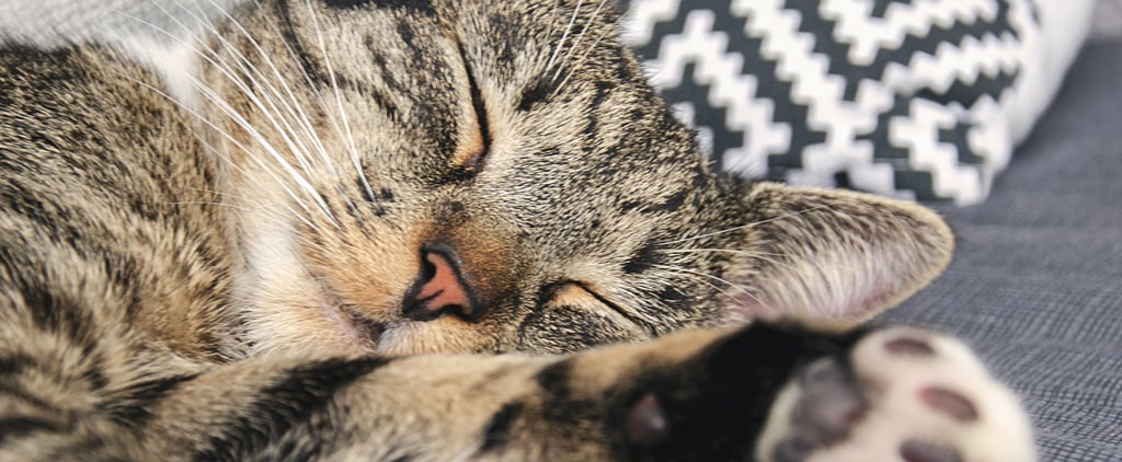 Do Cats Sleep More in the Winter?