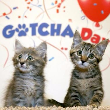Gotcha Day For Adopted Pets