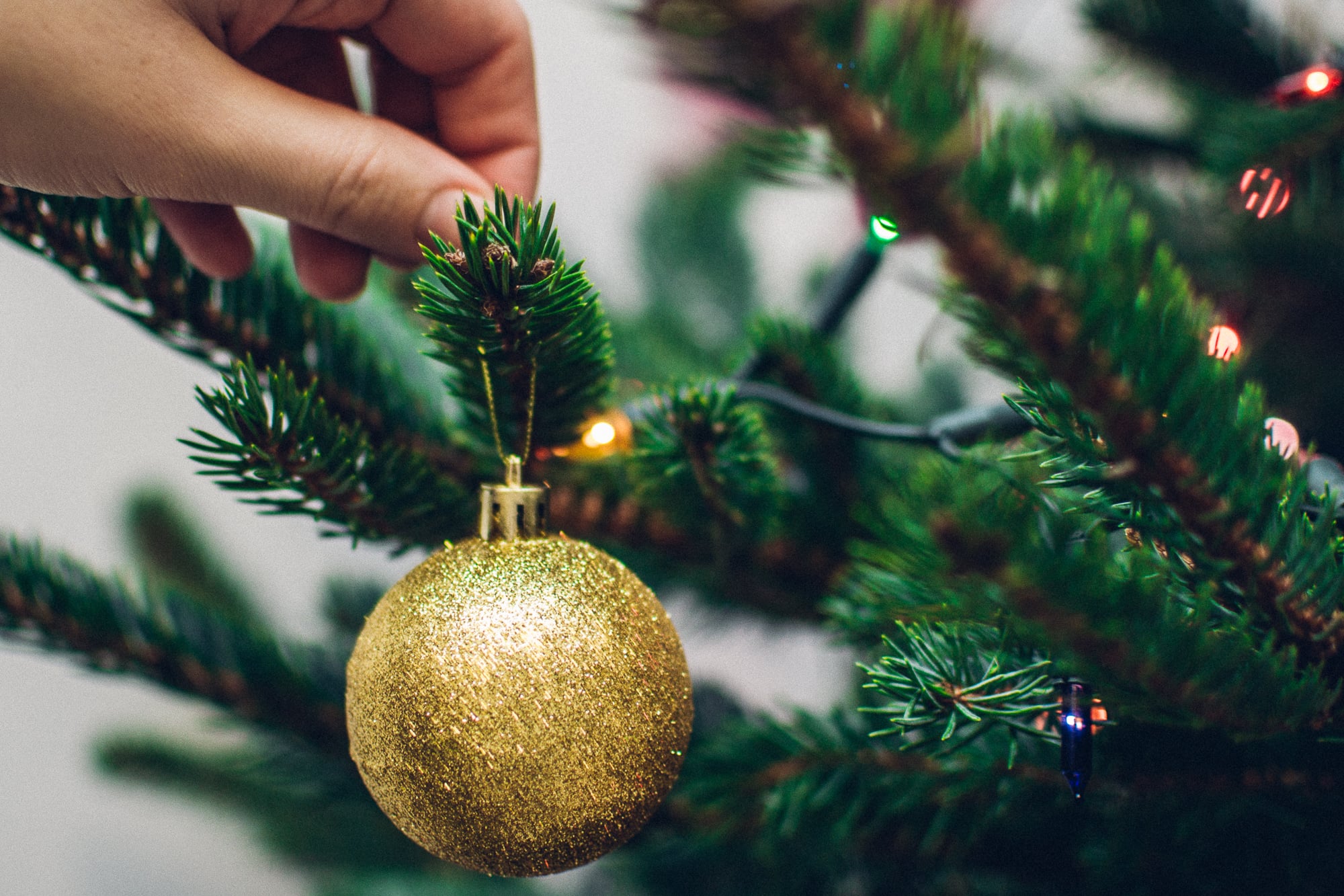 How to Keep a Christmas Tree Alive | POPSUGAR Home