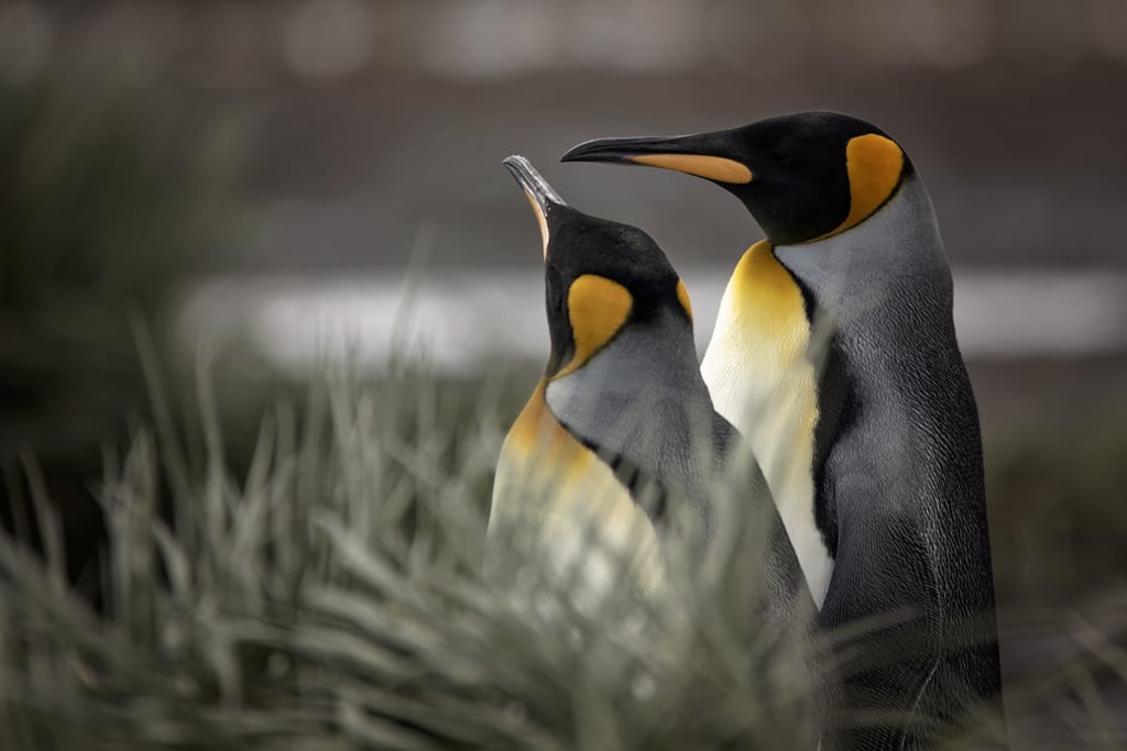 Antarctica King Penguins