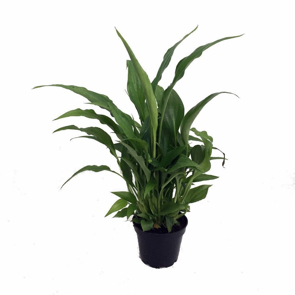Peace Lily