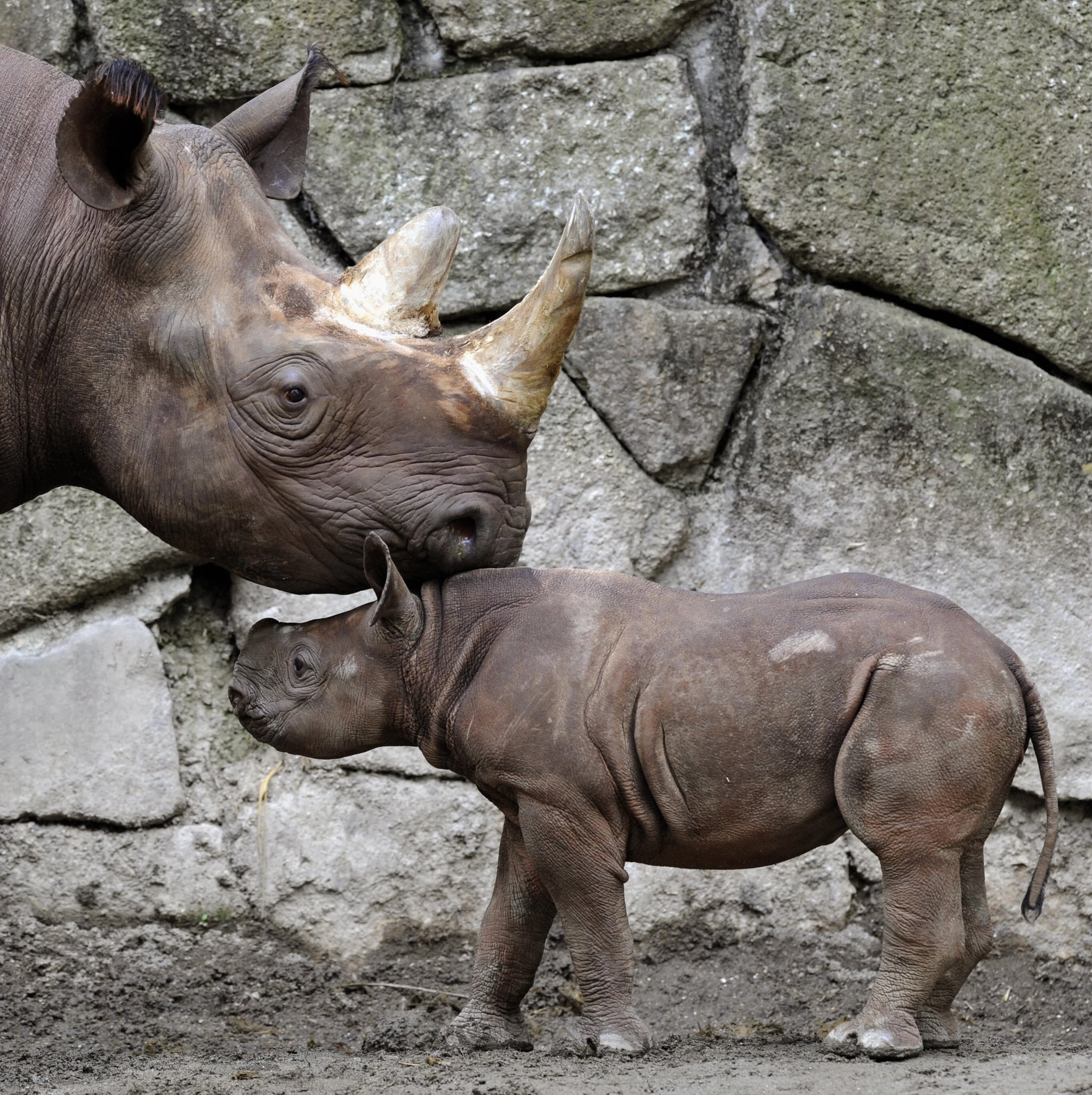 Baby Black Rhino at Tokyo's Ueno Zoo!