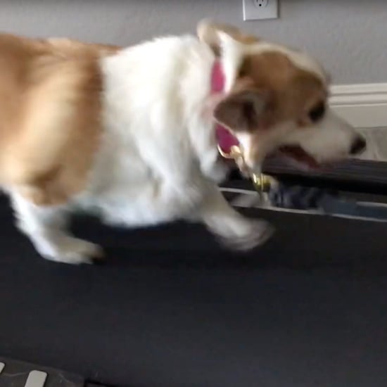 Video of Corgi Walking on the Treadmill