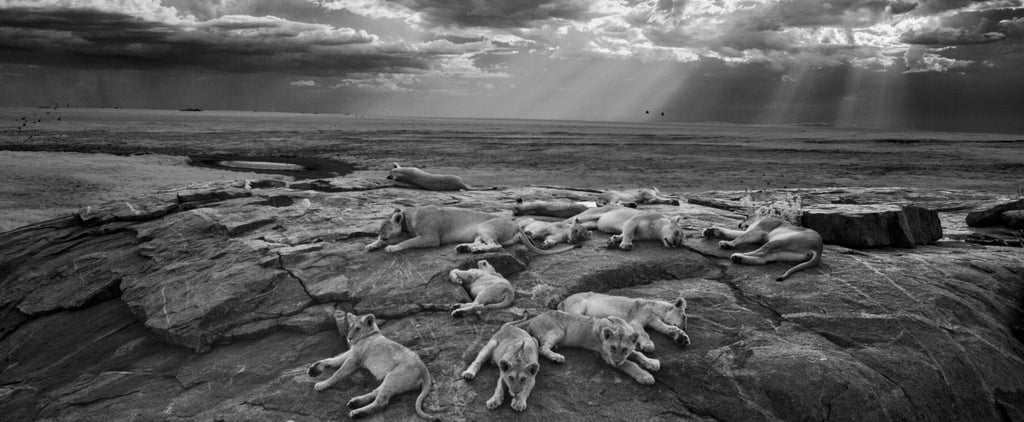 Sony World Photography Winners