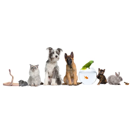 Pet Personality Quiz