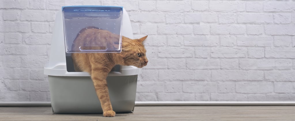 Can Pregnant People Clean Cats' Litter Boxes?