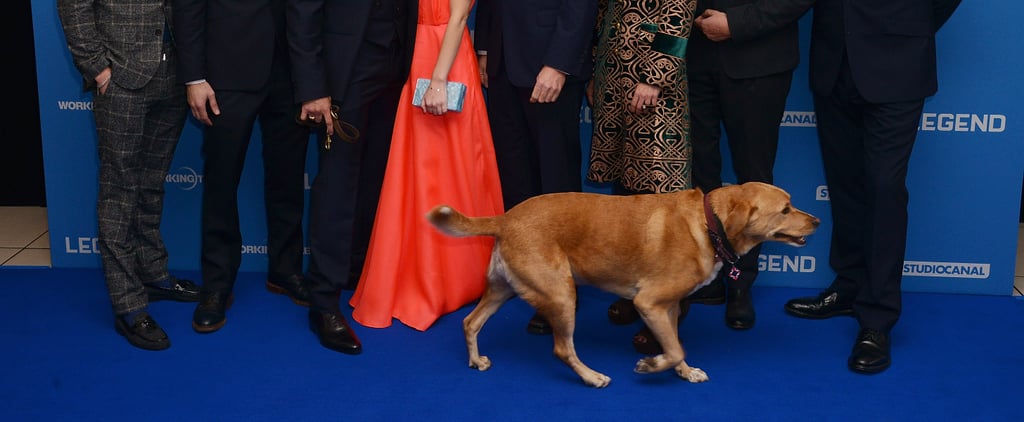 Tom Hardy's Dog at Legend Premiere