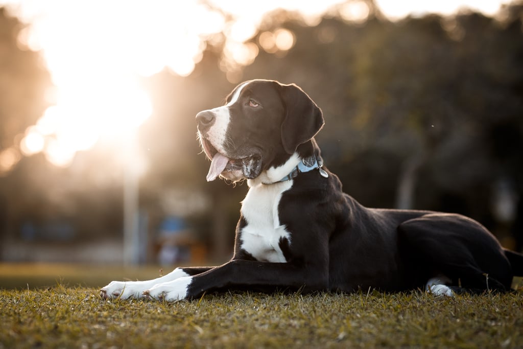 Cute Pictures of Great Danes