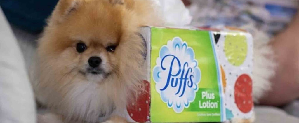 Pomeranian Dog's Tissue Box Halloween Costume Photo