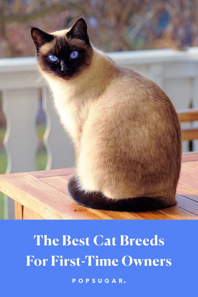 17 Best Cat Breeds For First-Time Owners
