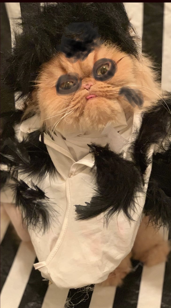 Moira Rose's "The Crows Have Eyes III The Crowening" Look Cat