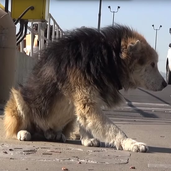 Dog Rescued From Water Treatment Plant | Video