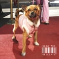 The $1,100 Monthly Cost of Being a (Celebrity) Pet Owner