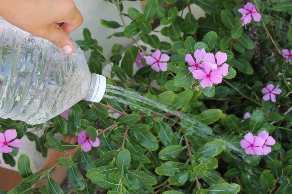 Then fill up your jug with good ol' H2O and start watering your thirsty plants.