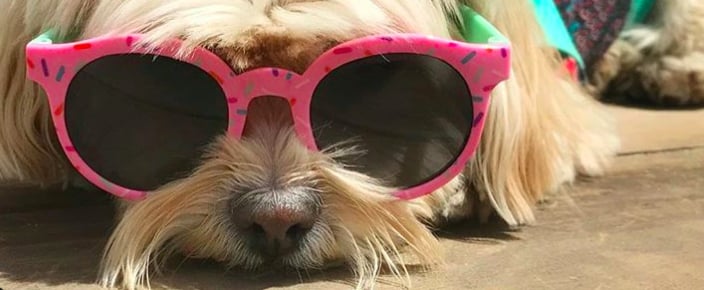 Pictures of Cute Dogs With Mustaches