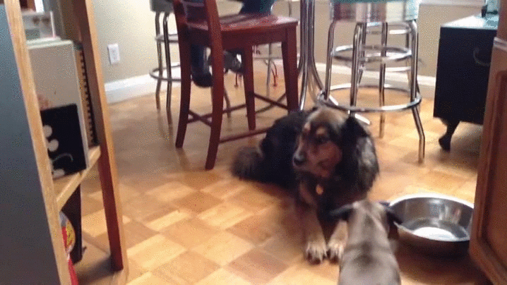 Cute Dog GIFs