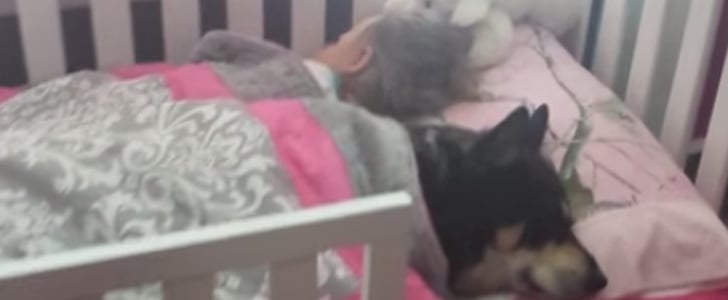 Pet Dog Sleeping With Toddler in Bed
