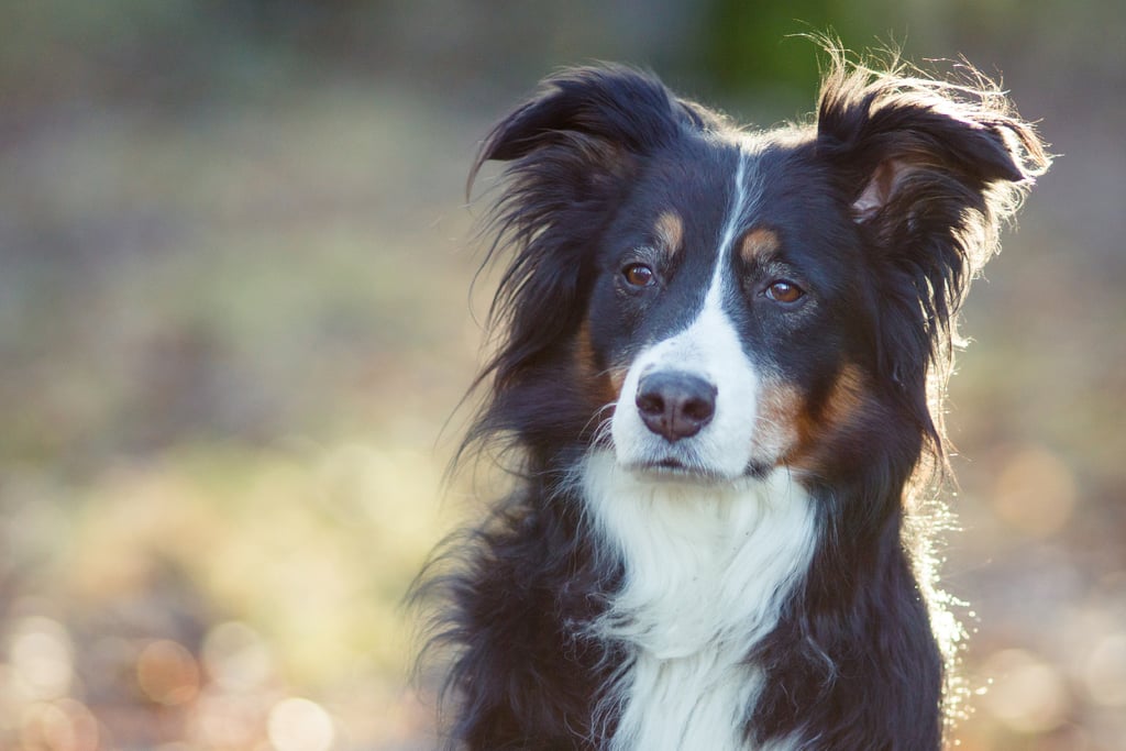 Cute Pictures of Australian Shepherds