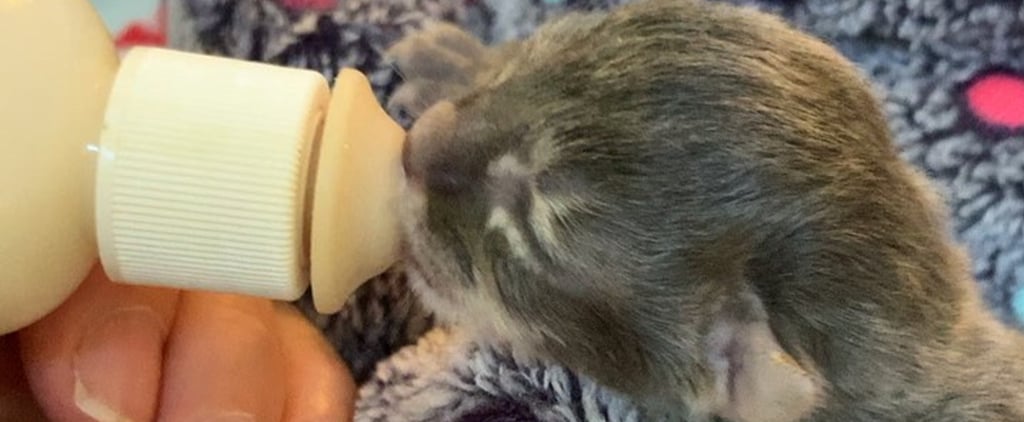 Video of a Baby Kitten Drinking From a Bottle